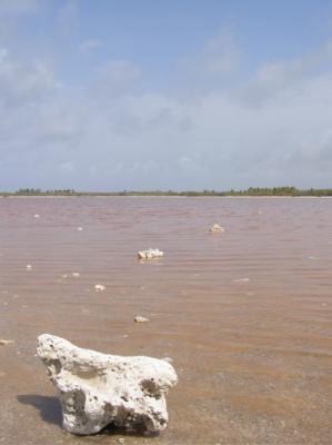 Salina de Cayo Sal