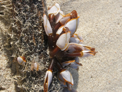 Fauna silvestre marina